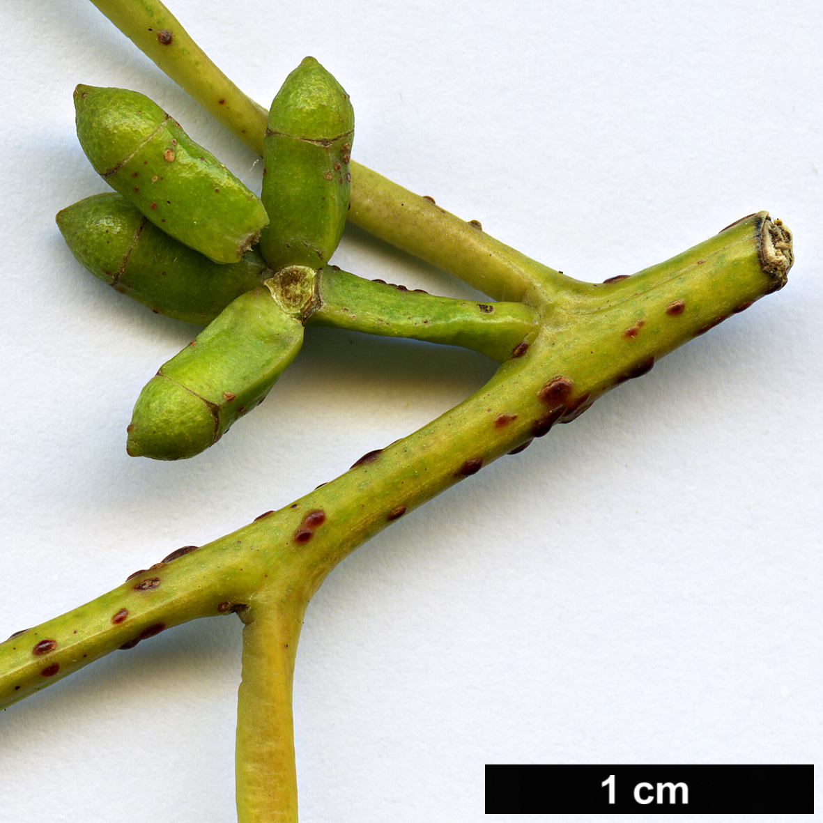 High resolution image: Family: Myrtaceae - Genus: Eucalyptus - Taxon: goniocalyx High resolution image: Family: Myrtaceae - Genus: Eucalyptus - Taxon: goniocalyx